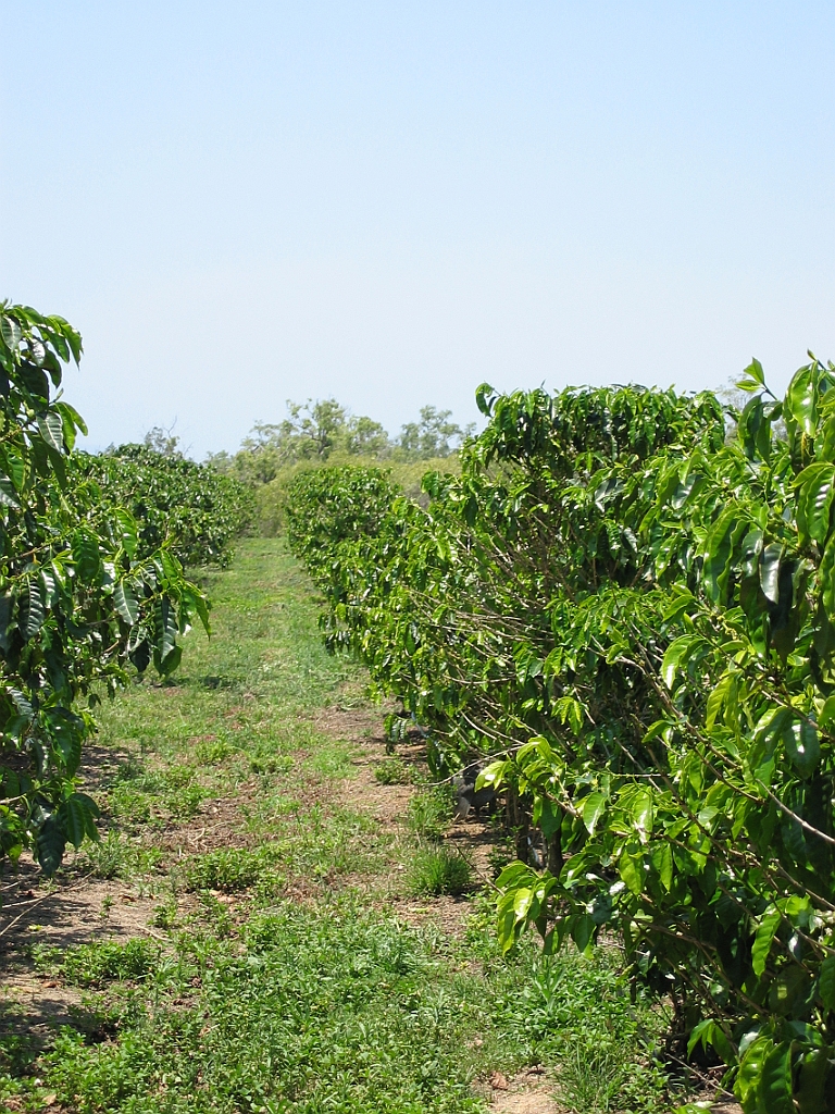 055 Jaques Coffee.jpg